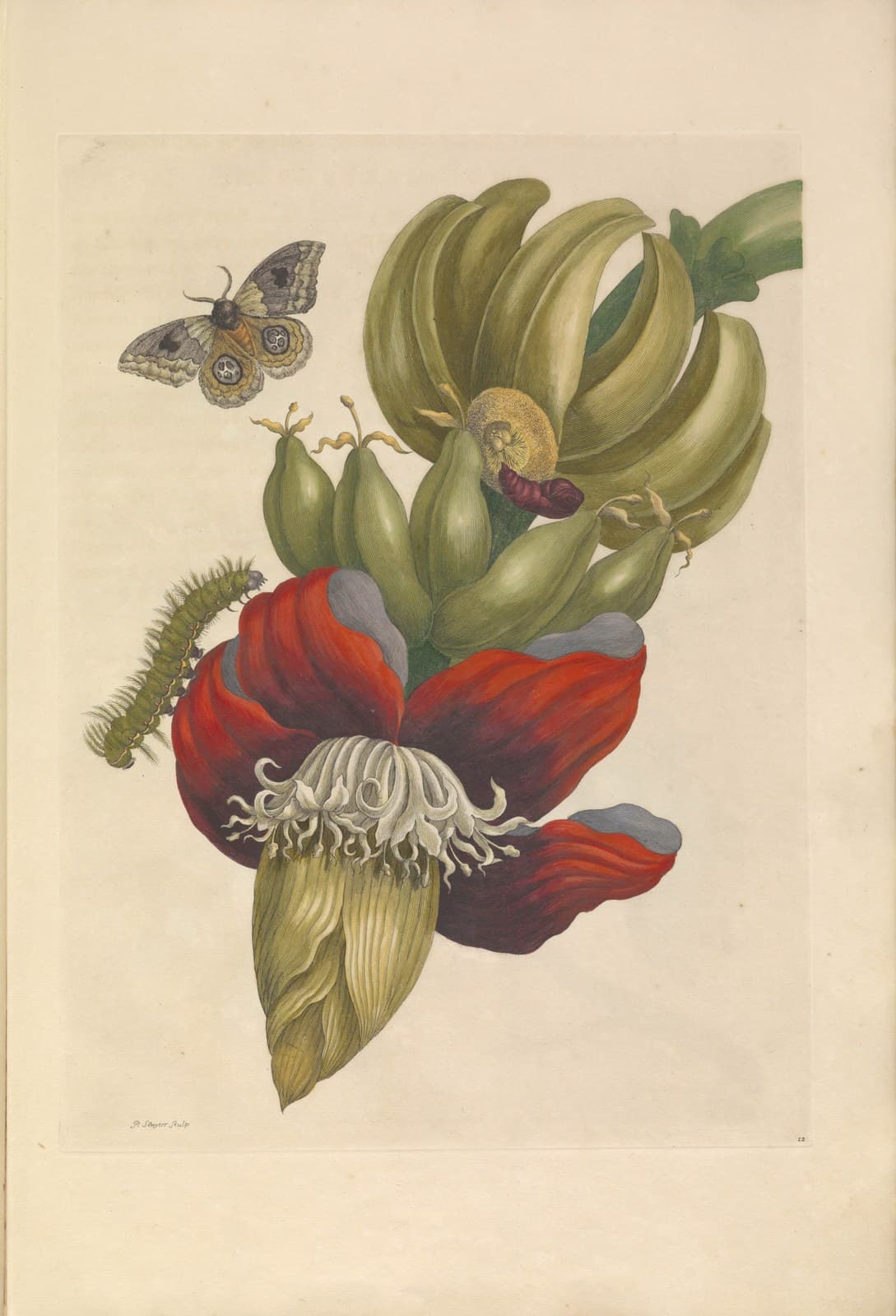 Metamorphosis insectorum Surinamensium — Botanical Illustration