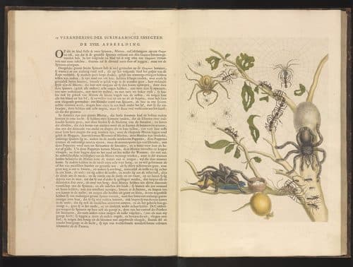 Latin:  Metamorphosis insectorum Surinamensium Metamorphosis insectorum Surinamensium (KB)title QS:P1476,la:"Metamorphosis insectorum Surinamensium "label QS:Lla,"Metamorphosis insectorum Surinamensium "label QS:Lit,"Metamorphosis insectorum Surinamensium (KB)"label QS:Lde,"Metamorphosis insectorum Surinamensium (KB)"label QS:Len,"Metamorphosis insectorum Surinamensium (KB)"label QS:Lfr,"Metamorphosis insectorum Surinamensium (KB)"label QS:Lnl,"Metamorphosis insectorum Surinamensium (KB)" — Botanical Illustration