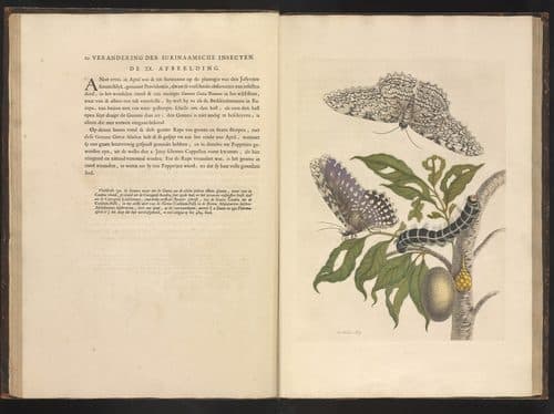 Latin:  Metamorphosis insectorum Surinamensium Metamorphosis insectorum Surinamensium (KB)title QS:P1476,la:"Metamorphosis insectorum Surinamensium "label QS:Lla,"Metamorphosis insectorum Surinamensium "label QS:Lit,"Metamorphosis insectorum Surinamensium (KB)"label QS:Lde,"Metamorphosis insectorum Surinamensium (KB)"label QS:Len,"Metamorphosis insectorum Surinamensium (KB)"label QS:Lfr,"Metamorphosis insectorum Surinamensium (KB)"label QS:Lnl,"Metamorphosis insectorum Surinamensium (KB)" — Botanical Illustration