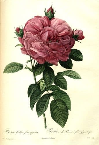 Redoute - Rosa gallica flore giganteo - brighter — Botanical Illustration