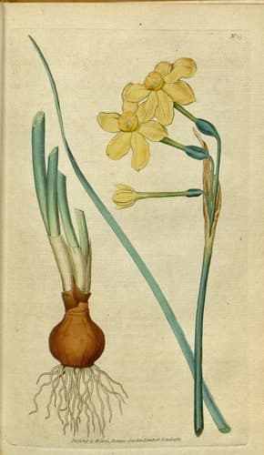 The Botanical Magazine, Plate 15 (Volume 1, 1787) — Botanical Illustration