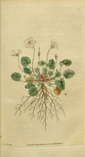 The Botanical Magazine, Plate 18 (Volume 1, 1787) — Botanical Illustration